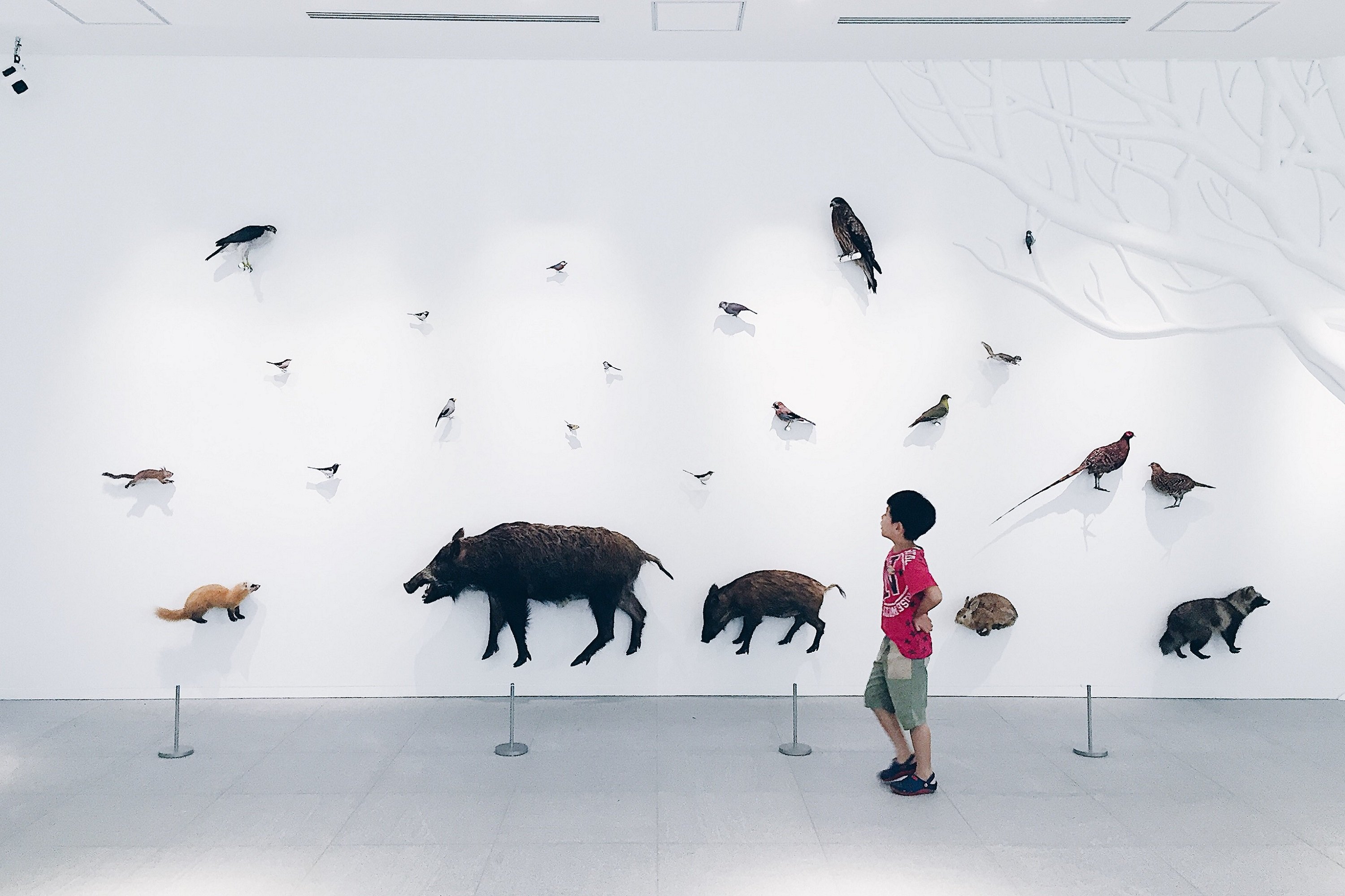 🏛️ 다카오 599 뮤지엄(타카오 고햐쿠큐주큐 뮤지아무) 이미지 8